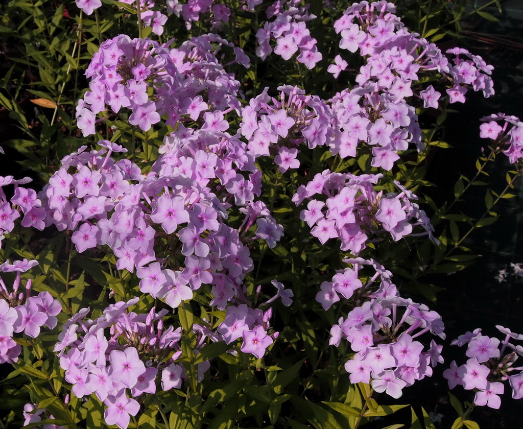 Phlox paniculata 'Errötendes Mädchen'